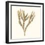 Seaweed Collection VIII-Vision Studio-Framed Art Print