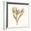 Seaweed Collection VIII-Vision Studio-Framed Art Print