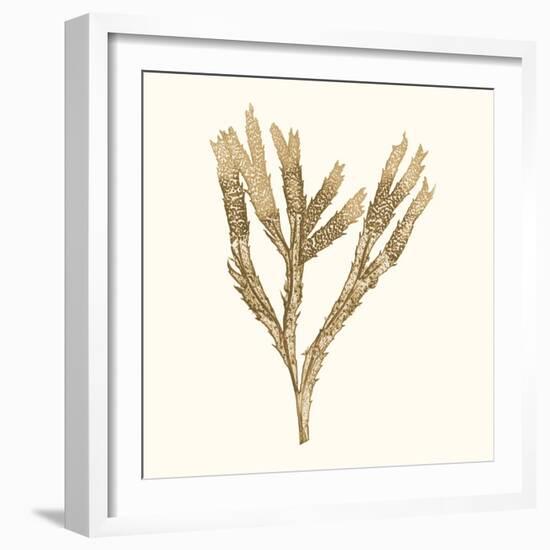 Seaweed Collection VIII-Vision Studio-Framed Art Print