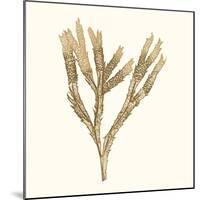 Seaweed Collection VIII-Vision Studio-Mounted Art Print