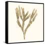 Seaweed Collection VIII-Vision Studio-Framed Stretched Canvas