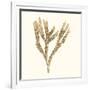 Seaweed Collection VIII-Vision Studio-Framed Art Print