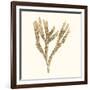 Seaweed Collection VIII-Vision Studio-Framed Art Print