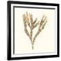 Seaweed Collection VIII-Vision Studio-Framed Art Print