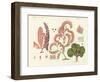 Seaweed, Different Kinds-null-Framed Giclee Print