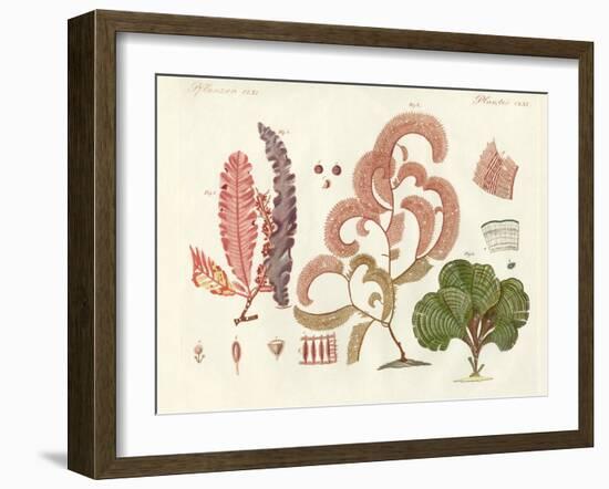 Seaweed, Different Kinds-null-Framed Giclee Print