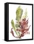 Seaweed Garden I-Jennifer Goldberger-Framed Stretched Canvas