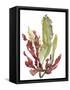 Seaweed Garden II-Jennifer Goldberger-Framed Stretched Canvas