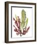 Seaweed Garden II-Jennifer Goldberger-Framed Art Print