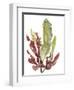 Seaweed Garden II-Jennifer Goldberger-Framed Art Print