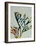 Seaweed I-Kari Taylor-Framed Giclee Print