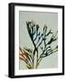 Seaweed I-Kari Taylor-Framed Giclee Print