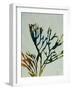 Seaweed I-Kari Taylor-Framed Giclee Print