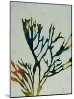 Seaweed I-Kari Taylor-Mounted Giclee Print