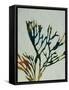 Seaweed I-Kari Taylor-Framed Stretched Canvas