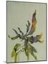 Seaweed II-Kari Taylor-Mounted Giclee Print