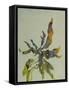 Seaweed II-Kari Taylor-Framed Stretched Canvas