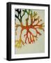 Seaweed III-Kari Taylor-Framed Giclee Print