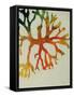 Seaweed III-Kari Taylor-Framed Stretched Canvas