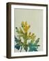 Seaweed IV-Kari Taylor-Framed Giclee Print