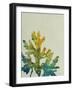 Seaweed IV-Kari Taylor-Framed Giclee Print