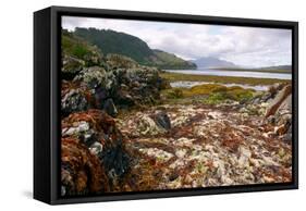Seaweed Near Eilean Donan Castle, Highland, Scotland-Peter Thompson-Framed Stretched Canvas