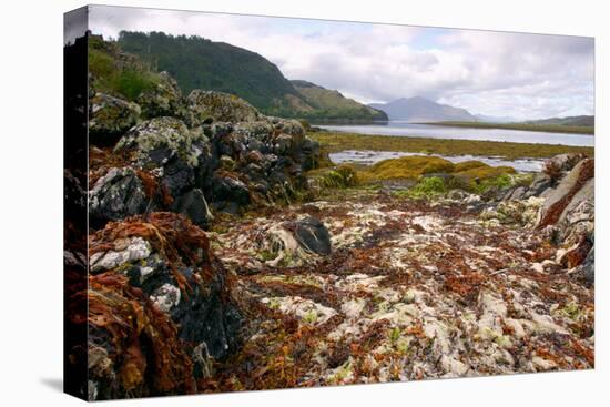 Seaweed Near Eilean Donan Castle, Highland, Scotland-Peter Thompson-Stretched Canvas