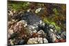 Seaweed Near Eilean Donan Castle, Highland, Scotland-Peter Thompson-Mounted Photographic Print