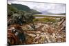 Seaweed Near Eilean Donan Castle, Highland, Scotland-Peter Thompson-Mounted Photographic Print