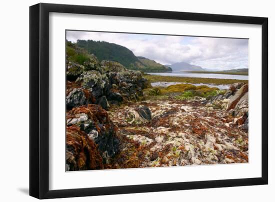 Seaweed Near Eilean Donan Castle, Highland, Scotland-Peter Thompson-Framed Photographic Print