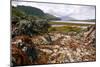 Seaweed Near Eilean Donan Castle, Highland, Scotland-Peter Thompson-Mounted Photographic Print