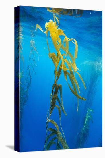 Seaweed on Diego Ramirez Islands, Chile-Paul Souders-Stretched Canvas