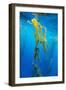 Seaweed on Diego Ramirez Islands, Chile-Paul Souders-Framed Photographic Print