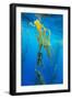 Seaweed on Diego Ramirez Islands, Chile-Paul Souders-Framed Photographic Print