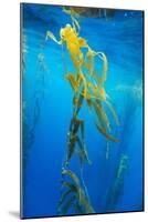 Seaweed on Diego Ramirez Islands, Chile-Paul Souders-Mounted Photographic Print