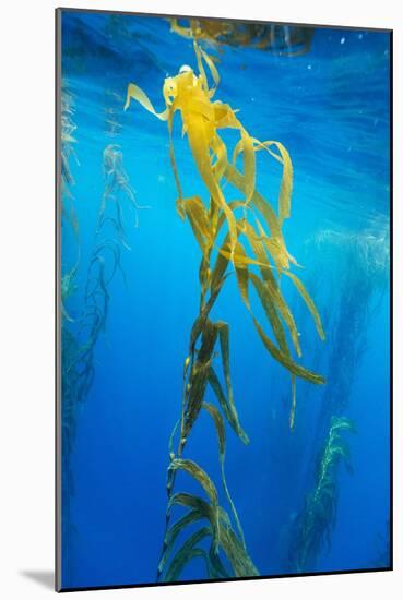 Seaweed on Diego Ramirez Islands, Chile-Paul Souders-Mounted Photographic Print