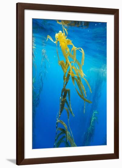 Seaweed on Diego Ramirez Islands, Chile-Paul Souders-Framed Photographic Print