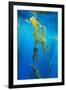 Seaweed on Diego Ramirez Islands, Chile-Paul Souders-Framed Photographic Print