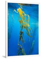 Seaweed on Diego Ramirez Islands, Chile-Paul Souders-Framed Photographic Print