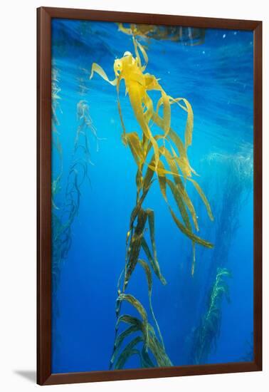 Seaweed on Diego Ramirez Islands, Chile-Paul Souders-Framed Photographic Print