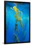 Seaweed on Diego Ramirez Islands, Chile-Paul Souders-Framed Photographic Print