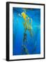 Seaweed on Diego Ramirez Islands, Chile-Paul Souders-Framed Photographic Print