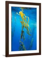 Seaweed on Diego Ramirez Islands, Chile-Paul Souders-Framed Photographic Print