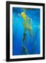 Seaweed on Diego Ramirez Islands, Chile-Paul Souders-Framed Photographic Print