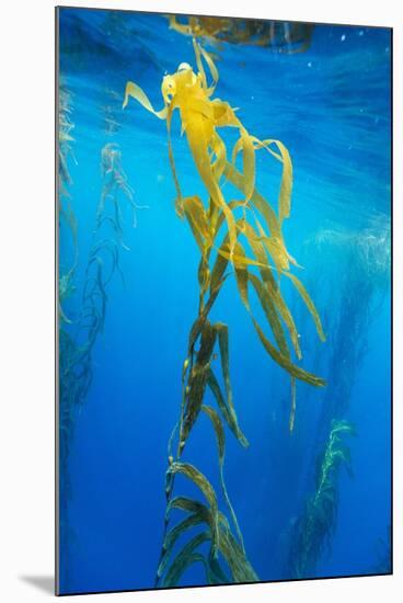 Seaweed on Diego Ramirez Islands, Chile-Paul Souders-Mounted Photographic Print