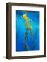 Seaweed on Diego Ramirez Islands, Chile-Paul Souders-Framed Photographic Print