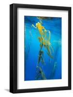 Seaweed on Diego Ramirez Islands, Chile-Paul Souders-Framed Photographic Print