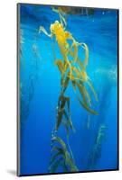 Seaweed on Diego Ramirez Islands, Chile-Paul Souders-Mounted Photographic Print