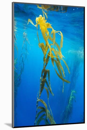 Seaweed on Diego Ramirez Islands, Chile-Paul Souders-Mounted Photographic Print