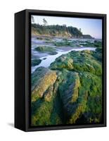 Seaweed on Rocks During Low Tide Near Cape Alava, Olympic National Park, Washington, USA-Scott T. Smith-Framed Stretched Canvas